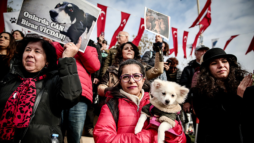 Kadıköy’de kedi ve köpekleri zehirlediler