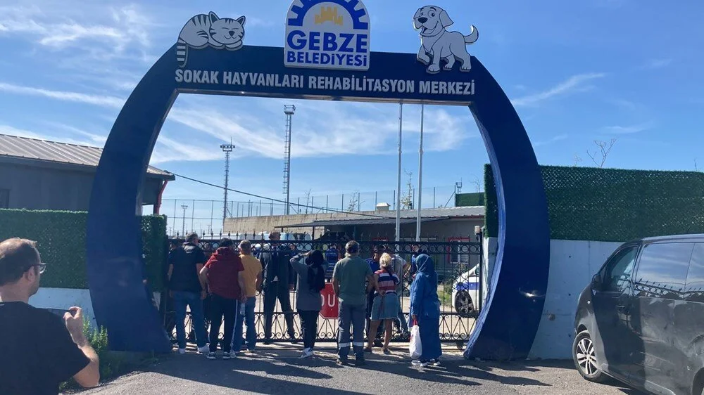 Gebze’de hayvan katliamı