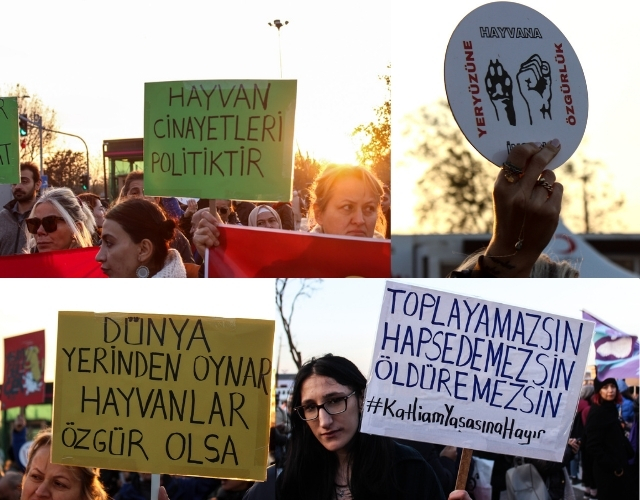 Hayvan hakları savunucuları Kadıköy’de buluştu: Barınaklar ölüm kampıdır