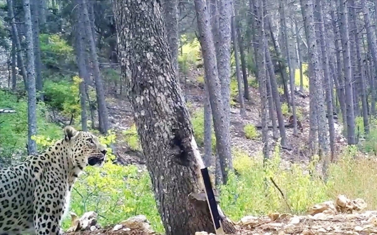 Anadolu leoparının yeni görüntüleri yayımlandı