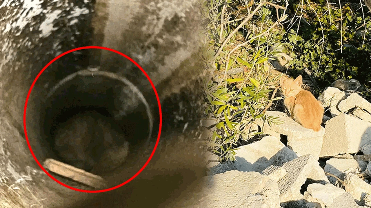 Atık su borusunda mahsur kalan kedi kurtarıldı