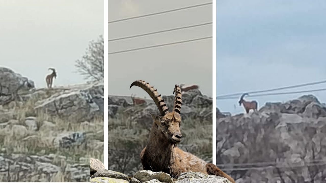 Çermik’te dağ keçileri köye indi