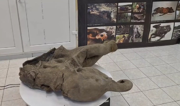 Rusya’da yavru mamut kalıntısı bulundu