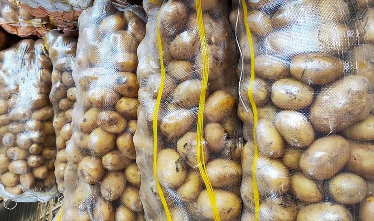 Bitki hastalığı tespit edilen patatesler Mersin’de imha edildi