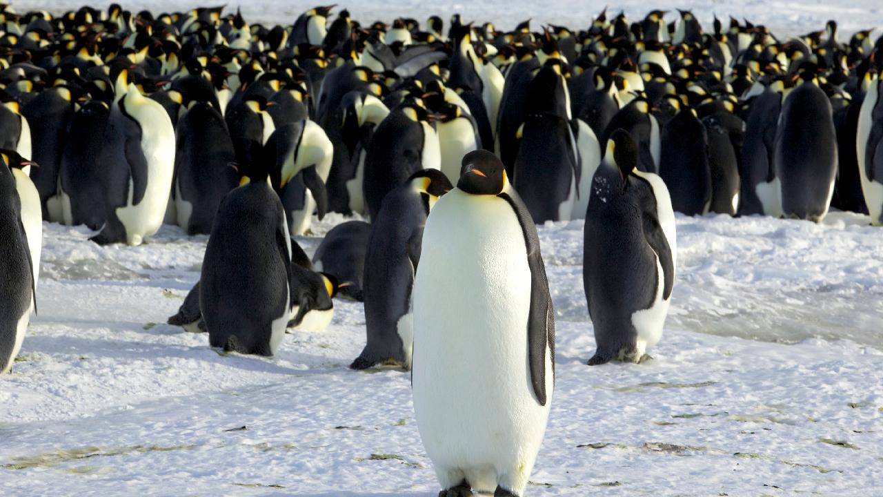 Dev buz dağı adayla çarpışma yolunda: Penguenler ve foklar tehlike altına girebilir