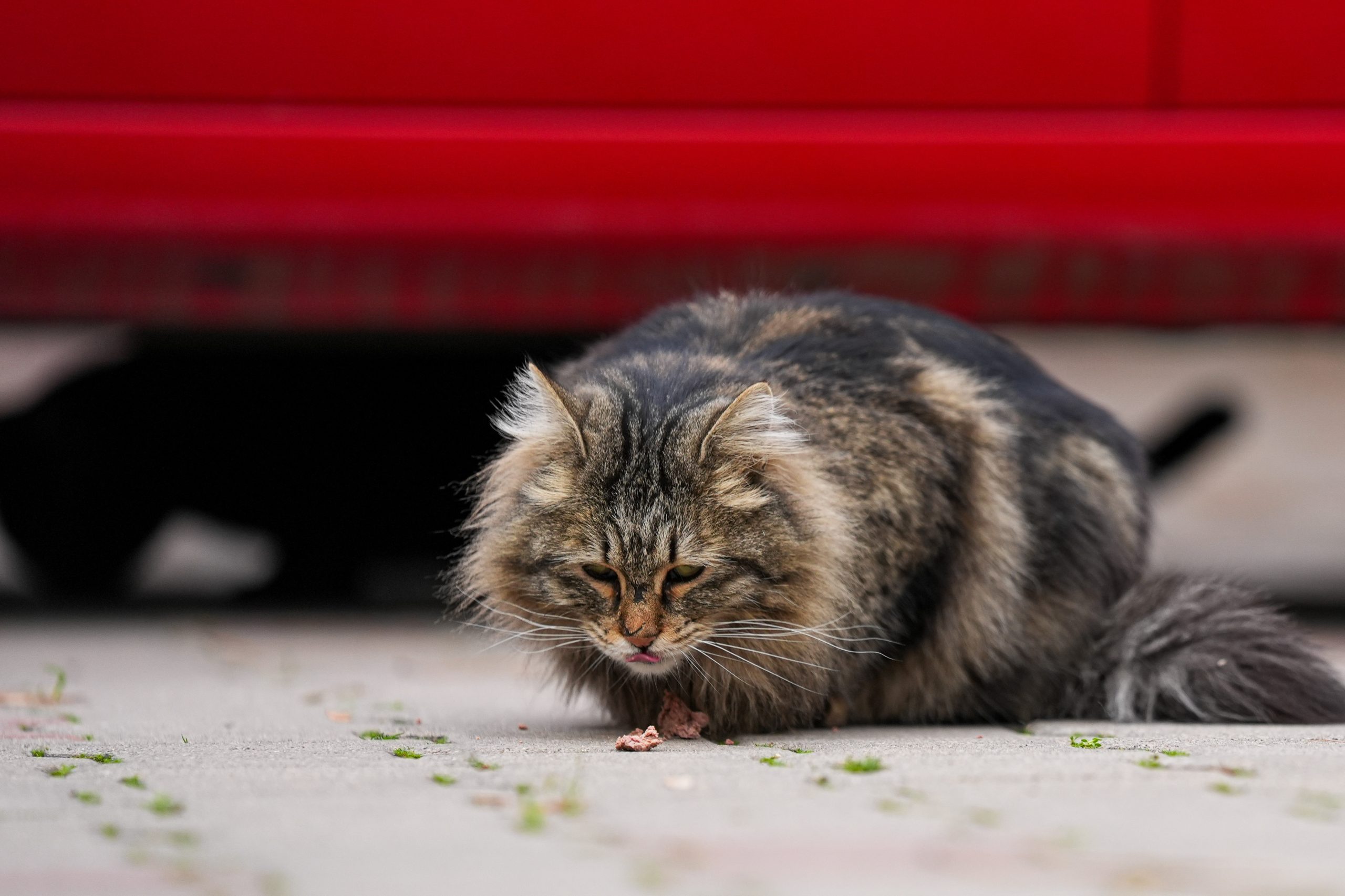 Hayvan hakları savunucusu avukatlardan BM’ye başvurdu