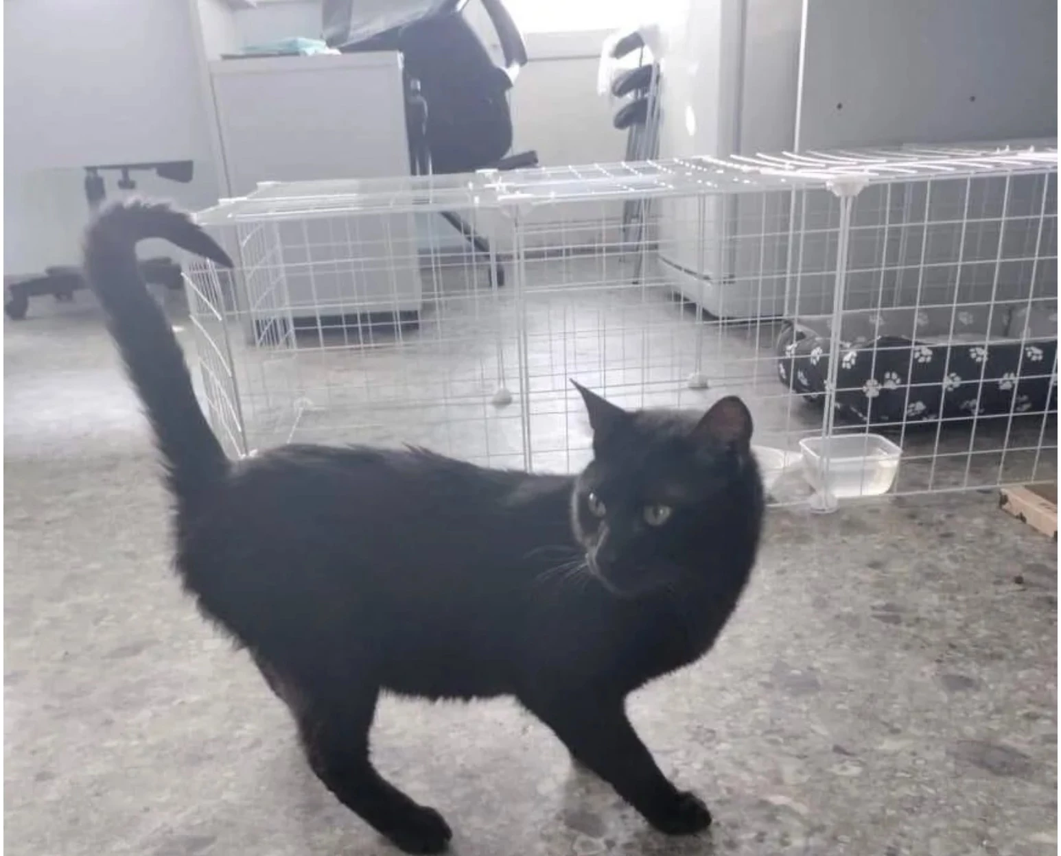 Rusya limanında mahsur kalan kedi kurtarılmayı bekliyor