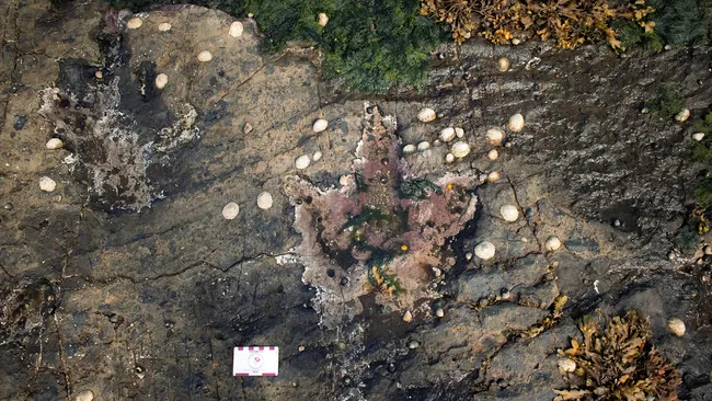 İskoçya’da dinozor ayak izleri: Orta Jura dönemine ışık tutan 131 fosil bulundu