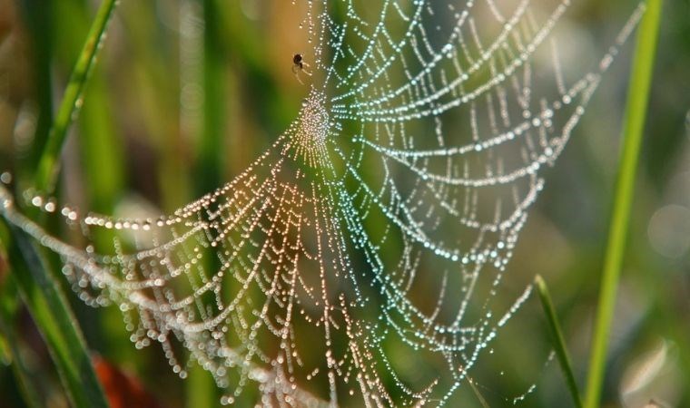 Bir örümcek türünden ‘ses yalıtımlı’ ağ