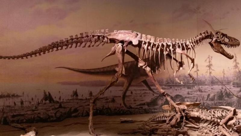 Bilim insanları ‘dinozor ticaretinin’ kendilerine T-rex fosili bırakmadığını söylüyor