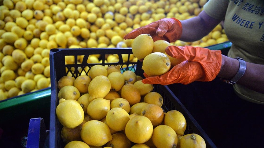 Limon ihracatı geçici süreyle durduruldu