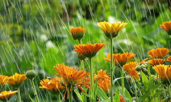 Meteoroloji’den 15 il için gök gürültülü sağanak yağış uyarısı