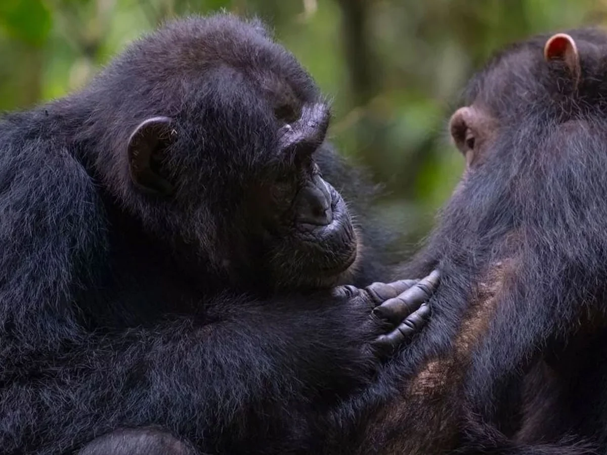 Şempanzeler düşüncelerini değiştirebiliyor ve kanıtları tartabiliyor