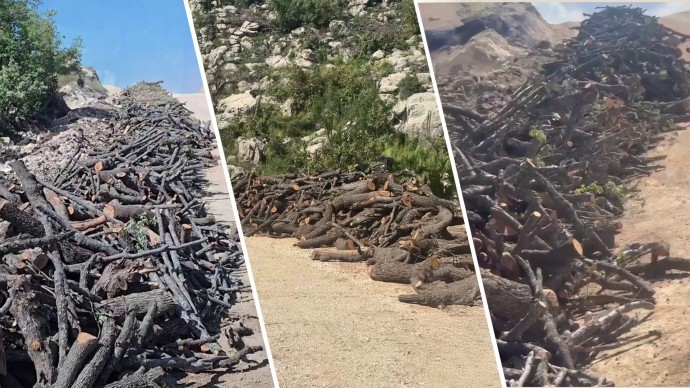 Şırnak’ta eko-kırım sürüyor: Gabar’da meşe ağaçları kesiliyor
