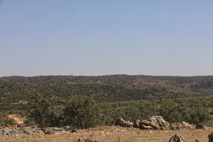 Êzidî köyünde ekokırım: 6 gündür ağaç kesiliyor