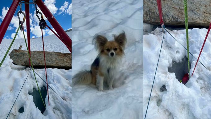 Chihuahua insan dostunu buzulda ölümden kurtardı