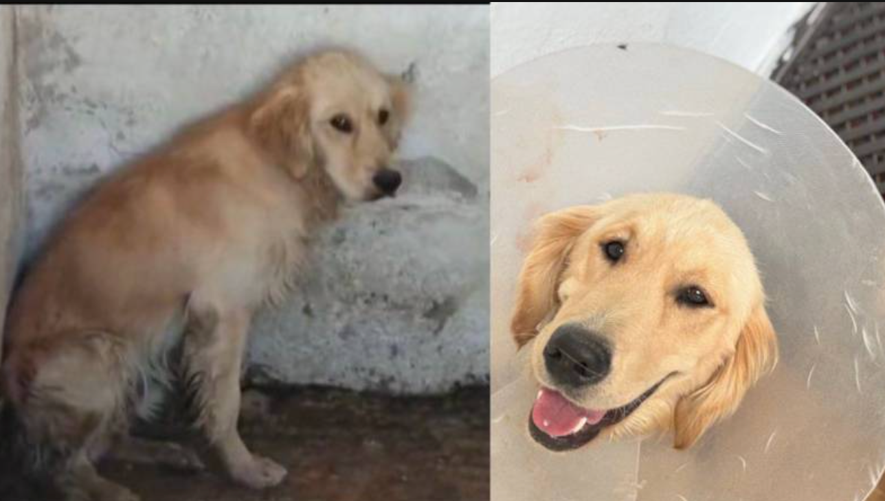 Denize girdiği için şikayet edilen ‘Ares’ adlı köpek, kapatıldığı barınakta hastalık kaparak öldü