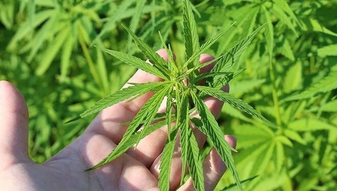 Tıbbi kenevir teklifi yasalaştı