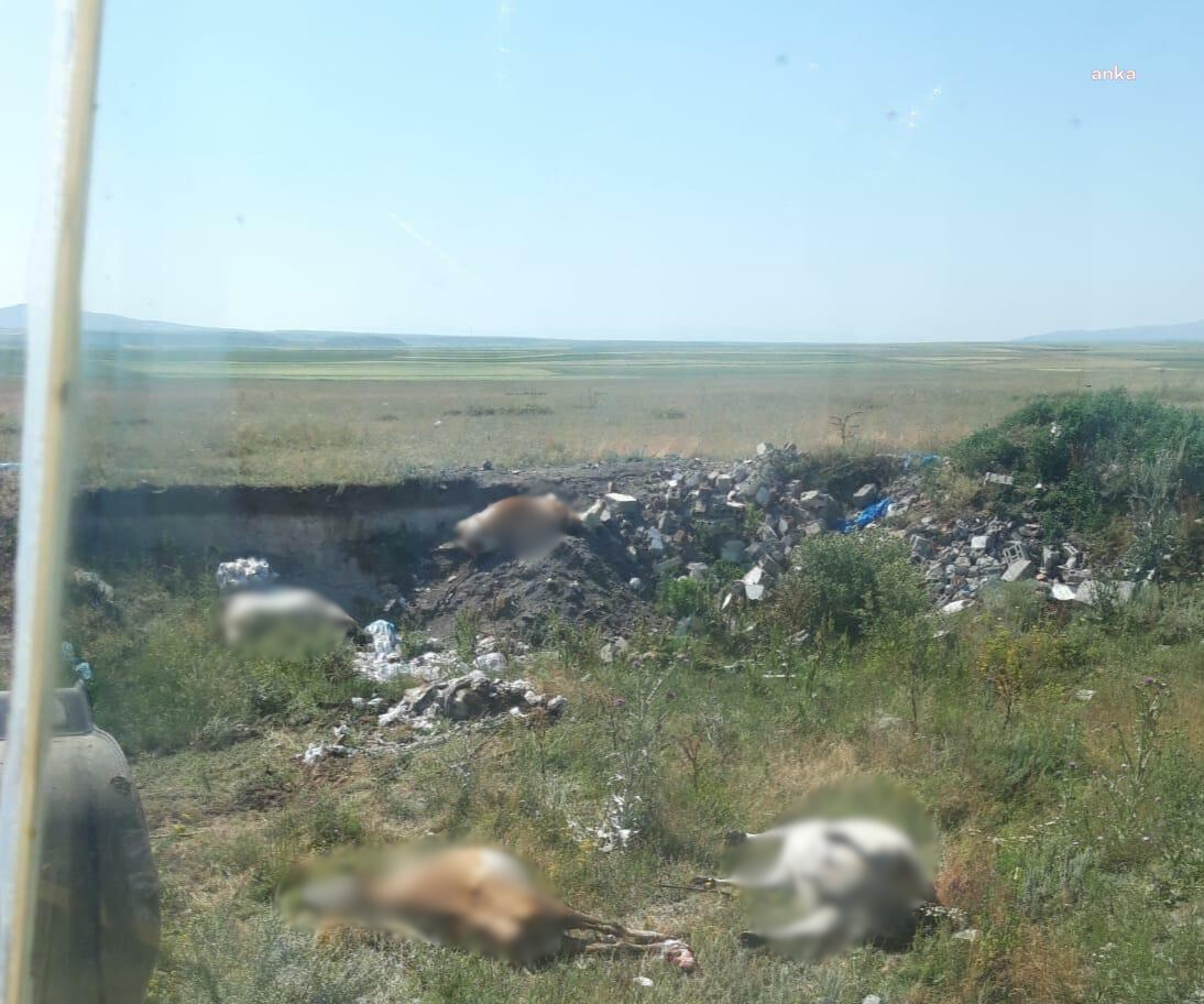 Kars’ta şap krizi derinleşiyor: Tüm ahırlara bulaştı, onlarca hayvan öldü