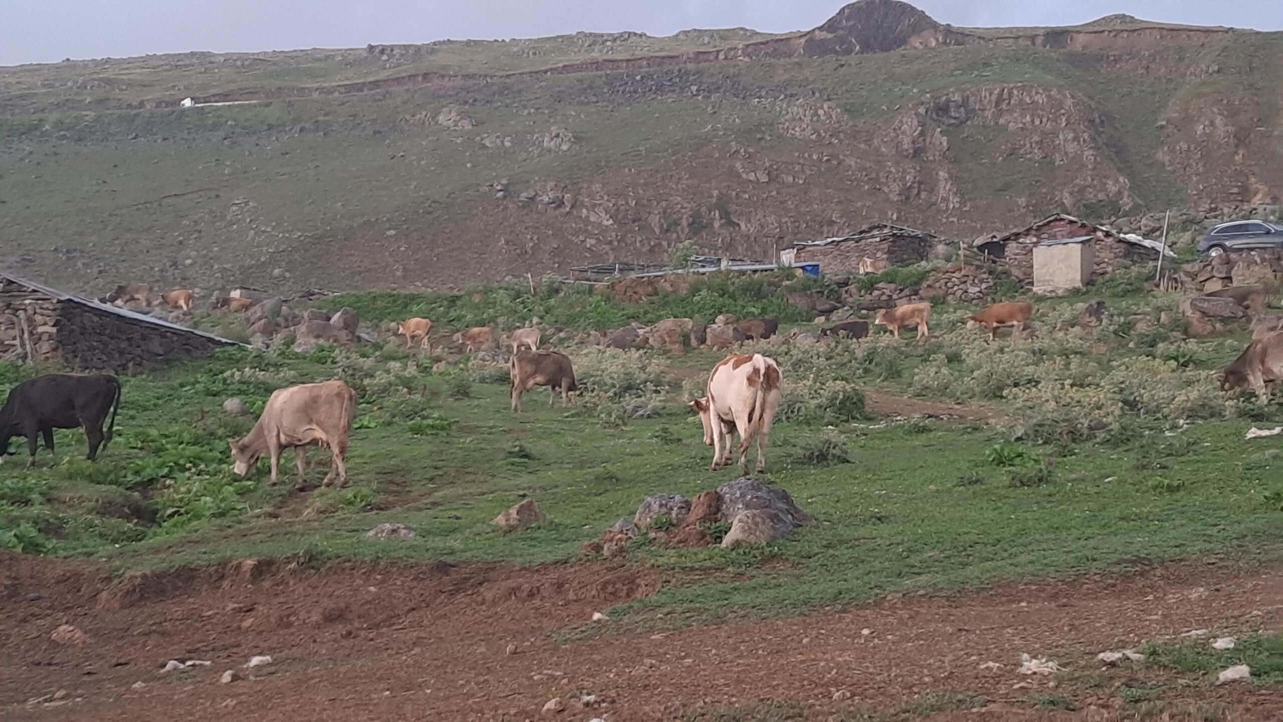 Kars ve Ardahan’ın ardından Artvin’de şap alarmı