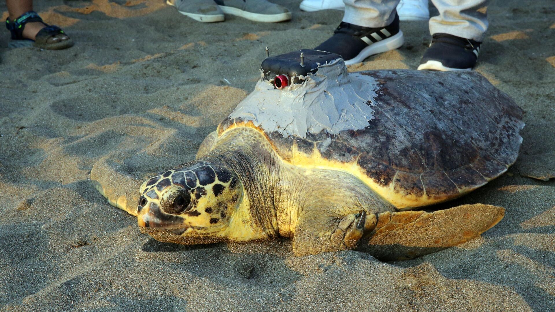 Caretta caretta Tuba ikinci kez dünya turuna çıktı