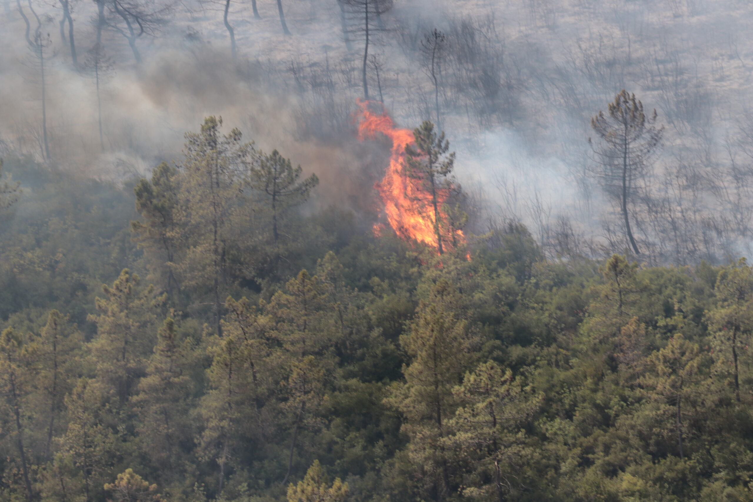 Kocaeli ve Sarıyer’de orman yangını
