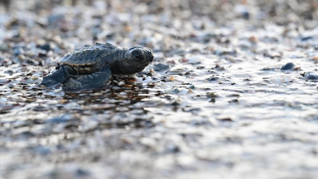 ‘Yaşam nöbeti’ devam ediyor: Caretta caretta yavrularının denizle buluşmaları görüntülendi