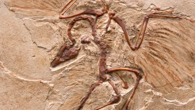 Araştırma: Çin’de yeni bir dinozor türü keşfedildi