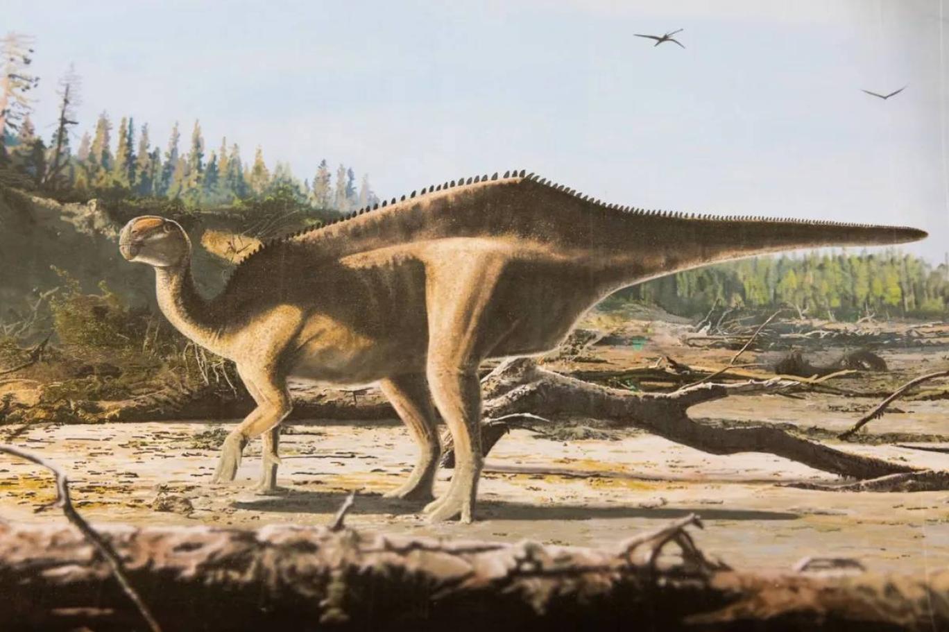 Sırtı yelkene benzeyen yeni bir dinozor türü keşfedildi
