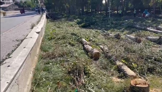 Van’da kayyımdan ağaç kıyımı