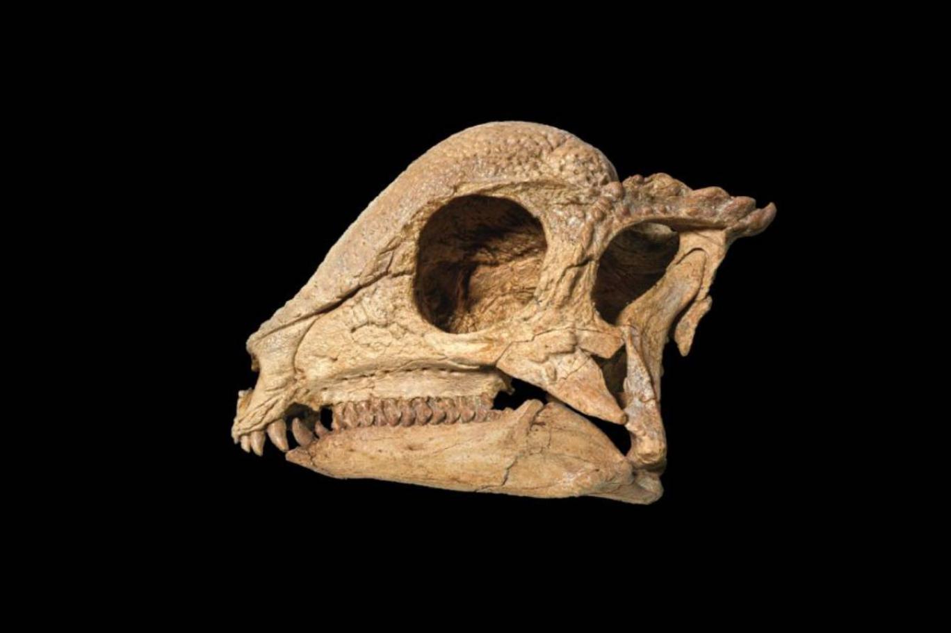 Yeni bir araştırma dinozorların davranışlarına ışık tutuyor
