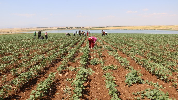 ‘2 milyon mevsimlik işçi kayıt dışı sömürüye maruz kalıyor’