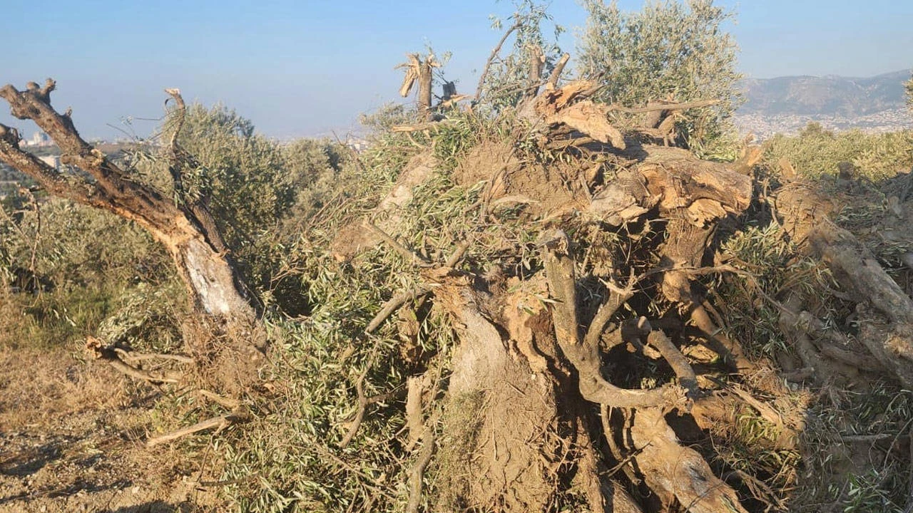 260 muhalif vekil zeytinlikleri madene açan kanunun durdurulması ve iptali için AYM’ye başvurdu