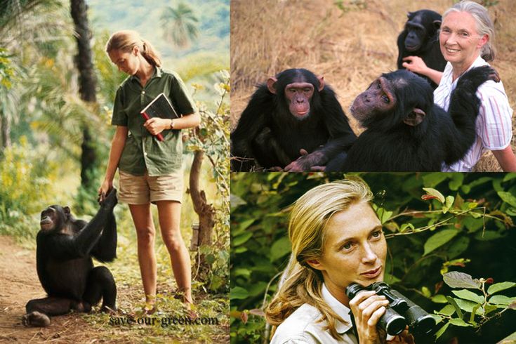 Primatolog Jane Goodall 91 yaşında hayatını kaybetti