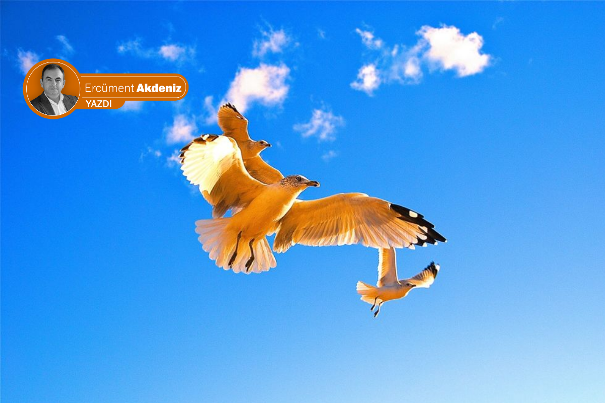 Martılar