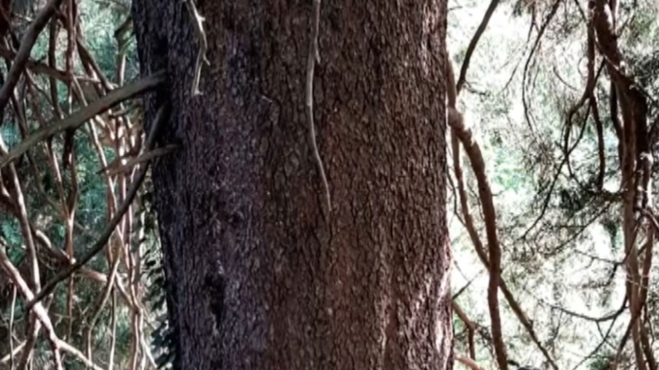 Dünyanın en büyük çaplı doğu ladini Artvin’de bulundu: 1000 yaşında