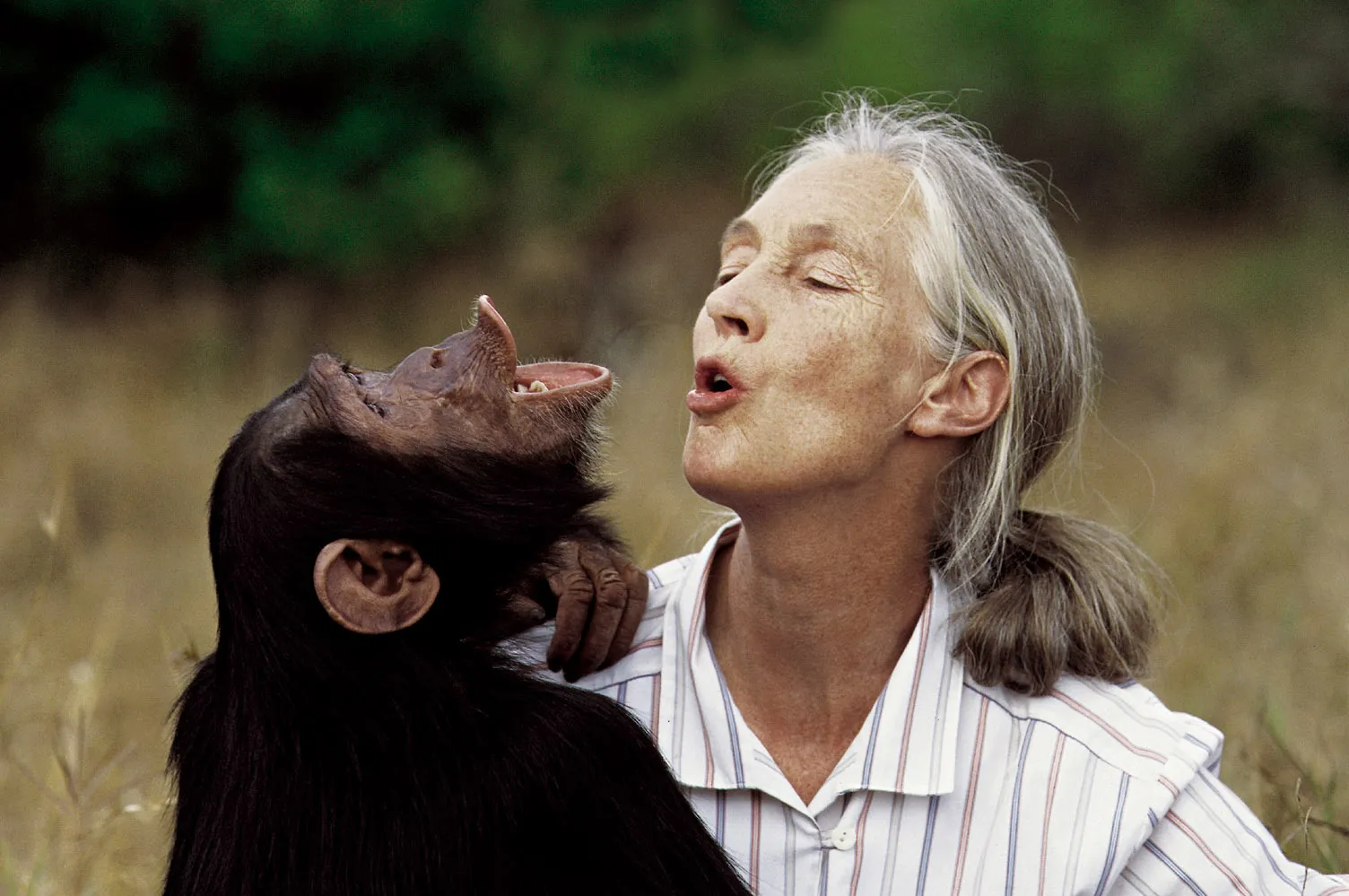 Jane Goodall şempanzelere bakışımızı nasıl değiştirdi?