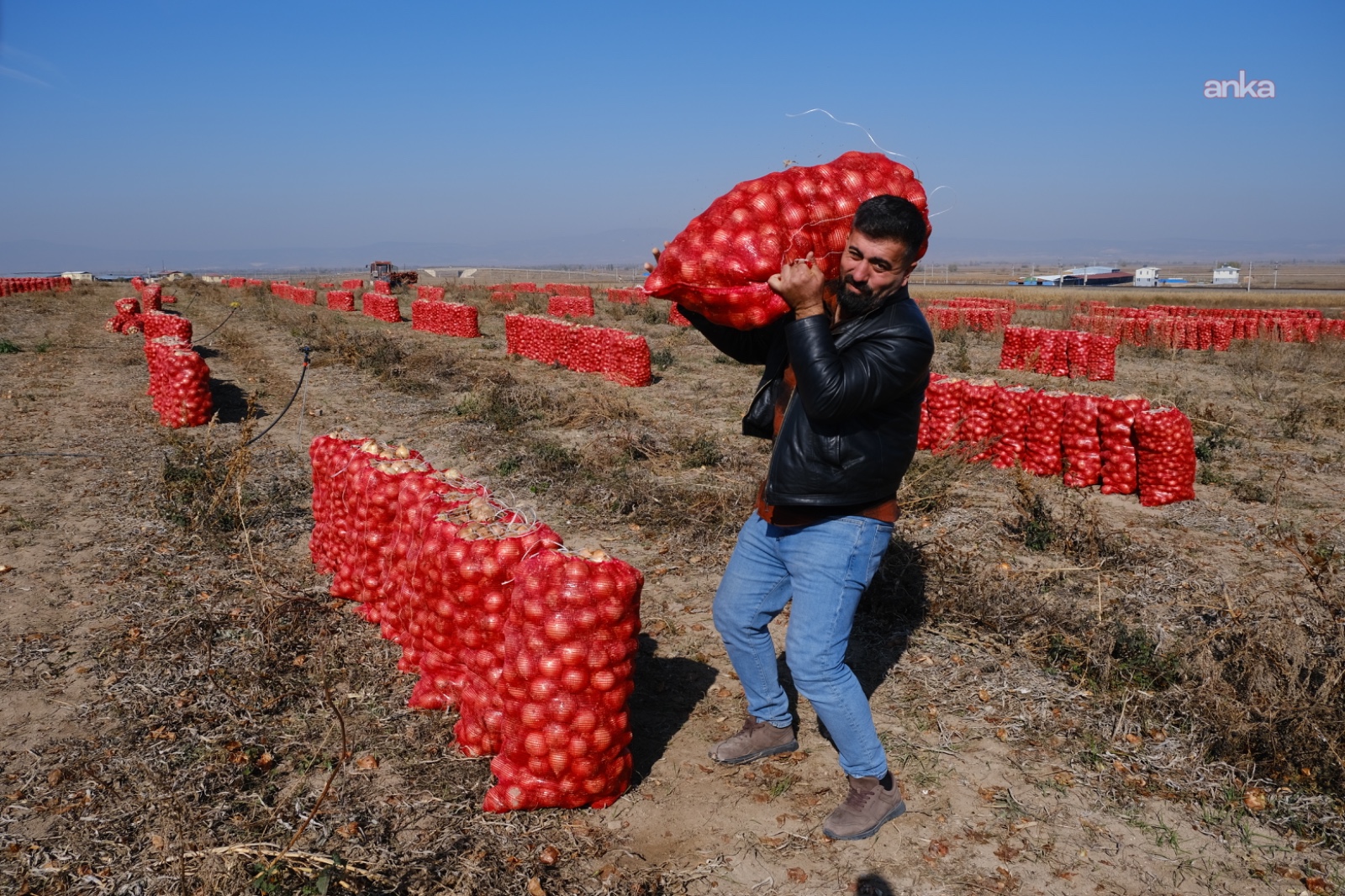 Eskişehir’de üretici isyanda: 800 ton soğan tarlada kaldı