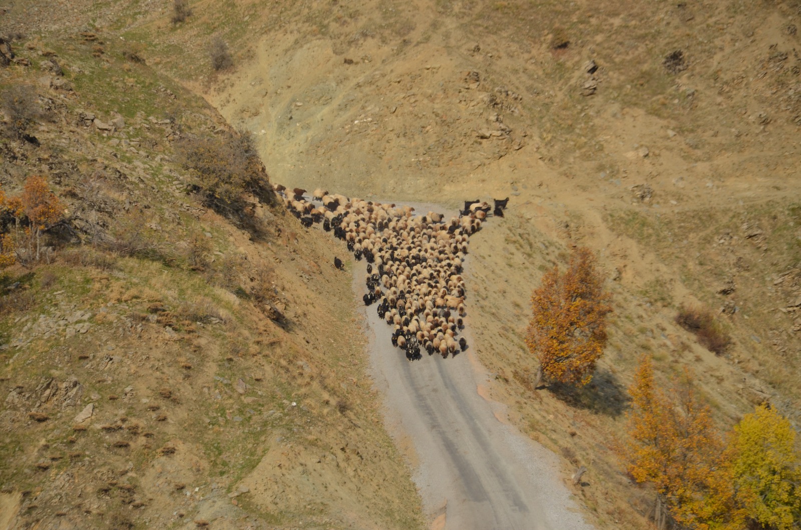 Muş’ta besicilerin sıcak bölgelere yolculuğu başladı