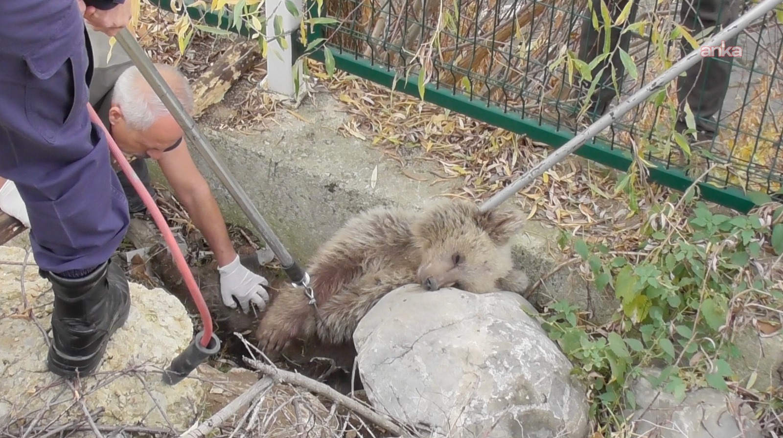 Yaralı bulunan yavru ayının omurgasından mermi çıktı