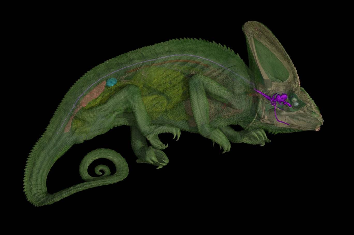 Araştırma: Bukalemunların gözlerinin sırrı çözüldü