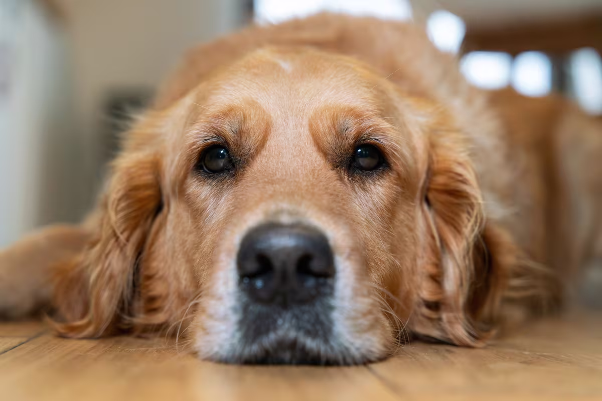 Araştırma: Golden retrieverlar ile insanlar arasında ortak genetik davranış bağlantıları bulundu