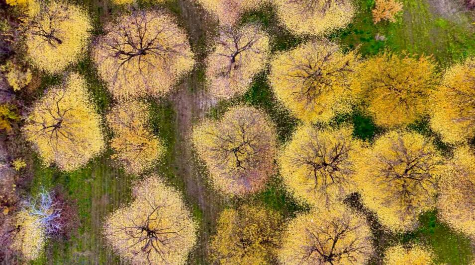 GALERİ: Doğa sarının ve yeşilin en güzel tonlarıyla süslendi