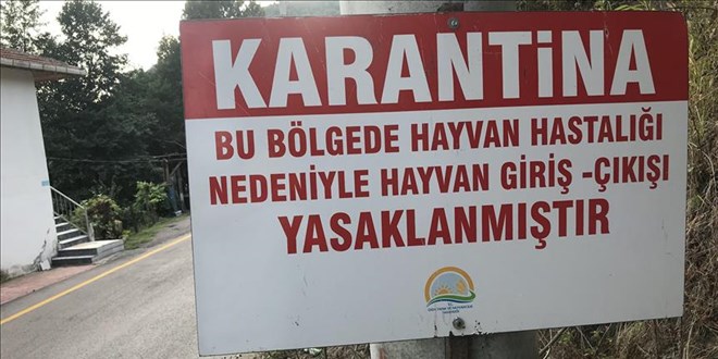 Şap hastalığı: Bolu’da 18 köy ve 4 mahalle karantina altında