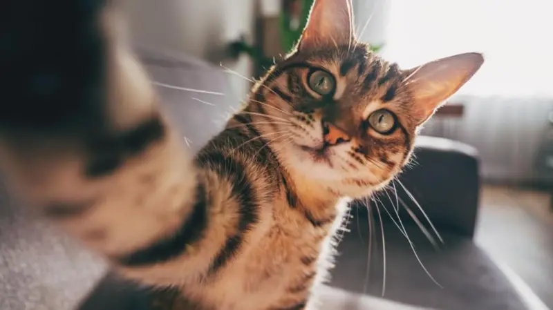 Kediler ilk kez ne zaman ve nerede evcilleşti?