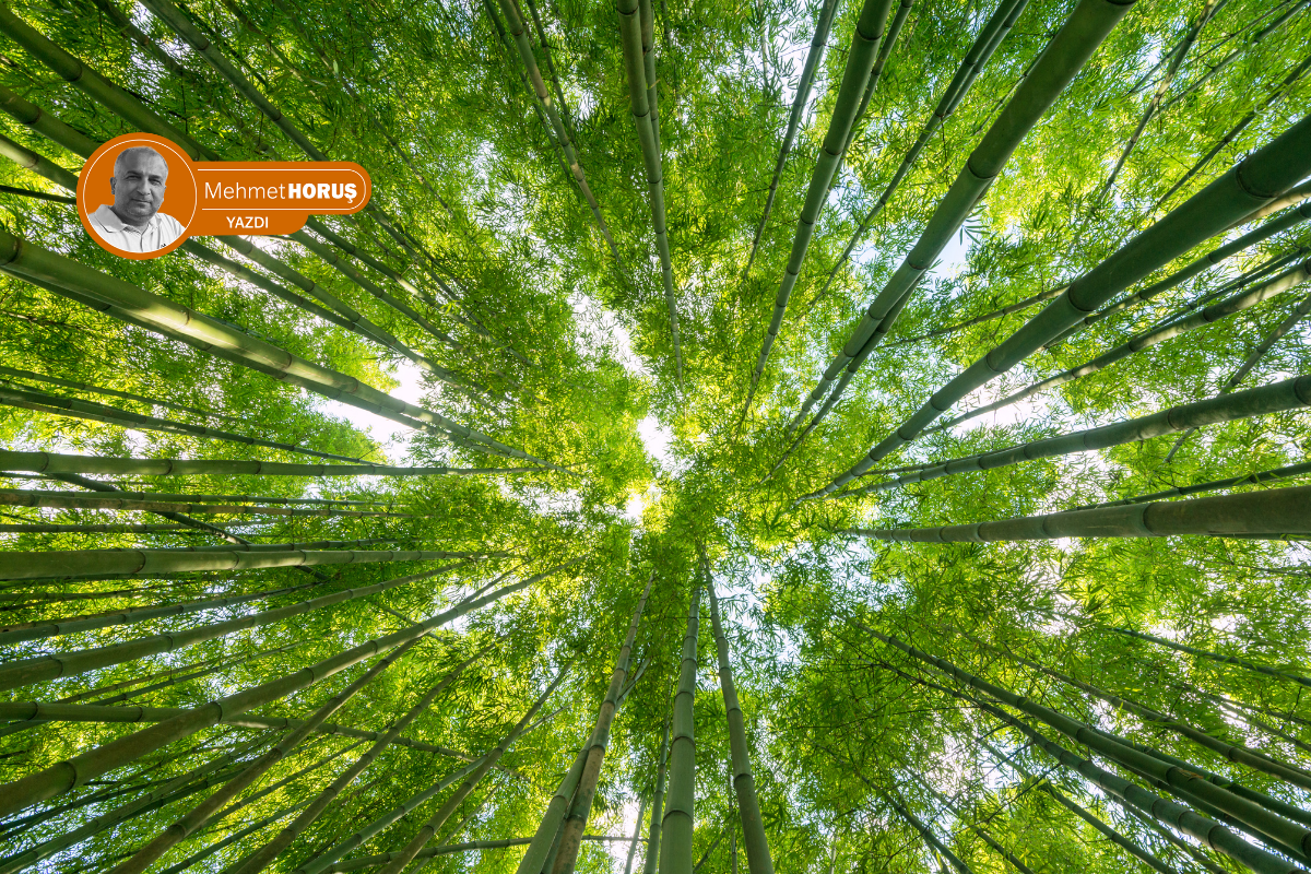 Habeas Corpus ve doğanın dokunulmazlığı