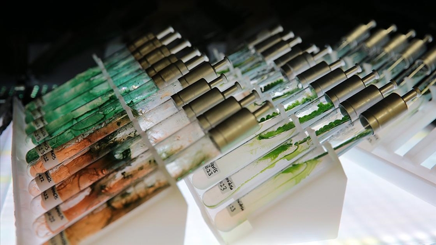 Mürekkep balığından güneş koruyucu