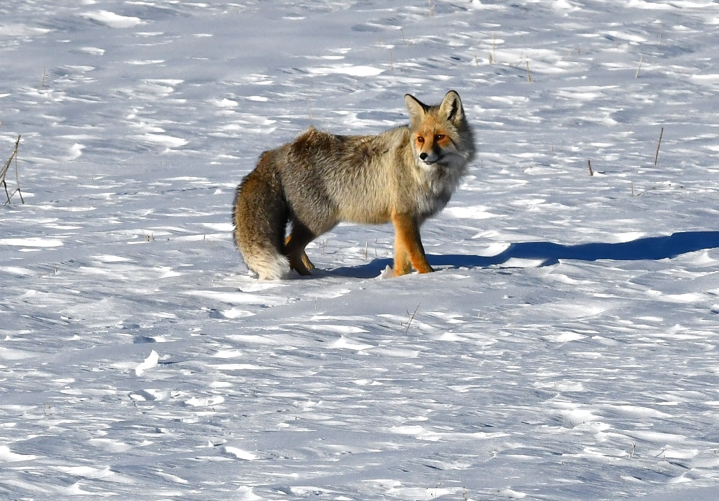 Karlı doğada kızıl tilki ile nadir görülen paçalı şahin görüntülendi