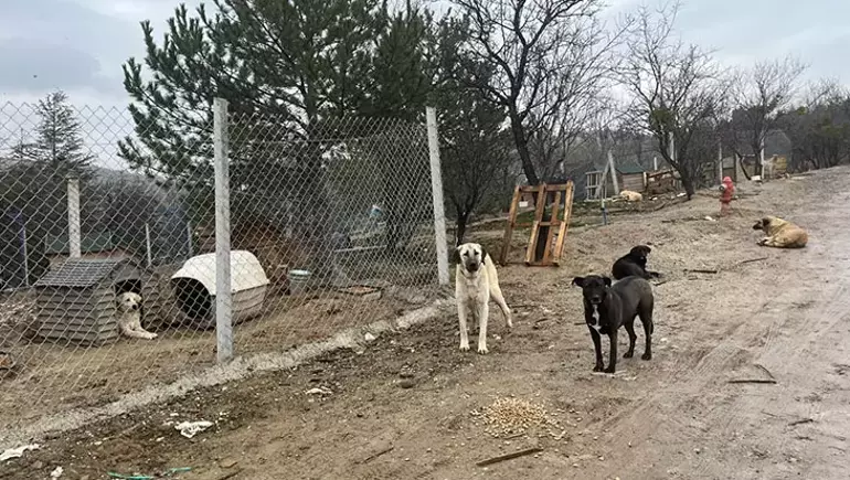 Ankara’da belediyeye ait barınaklarda 10 ayda 17 bin köpek ölümü