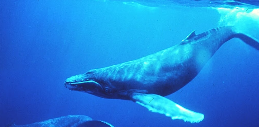 Arktik Bölgesi’ndeki balinalar arasında ölümcül bir virüs yayılıyor